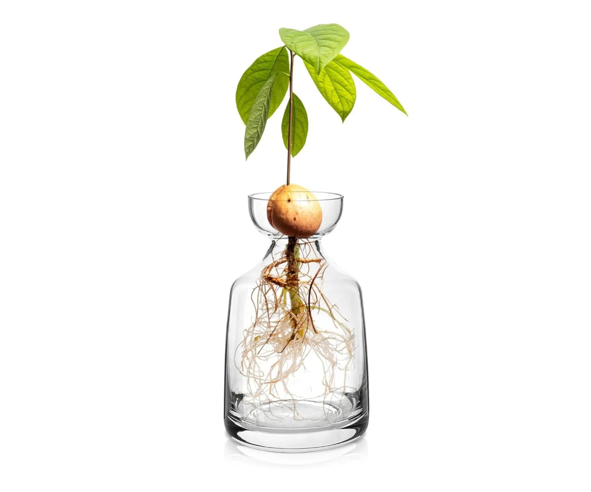 Yaoxianwu glass avocado tree flower vase.