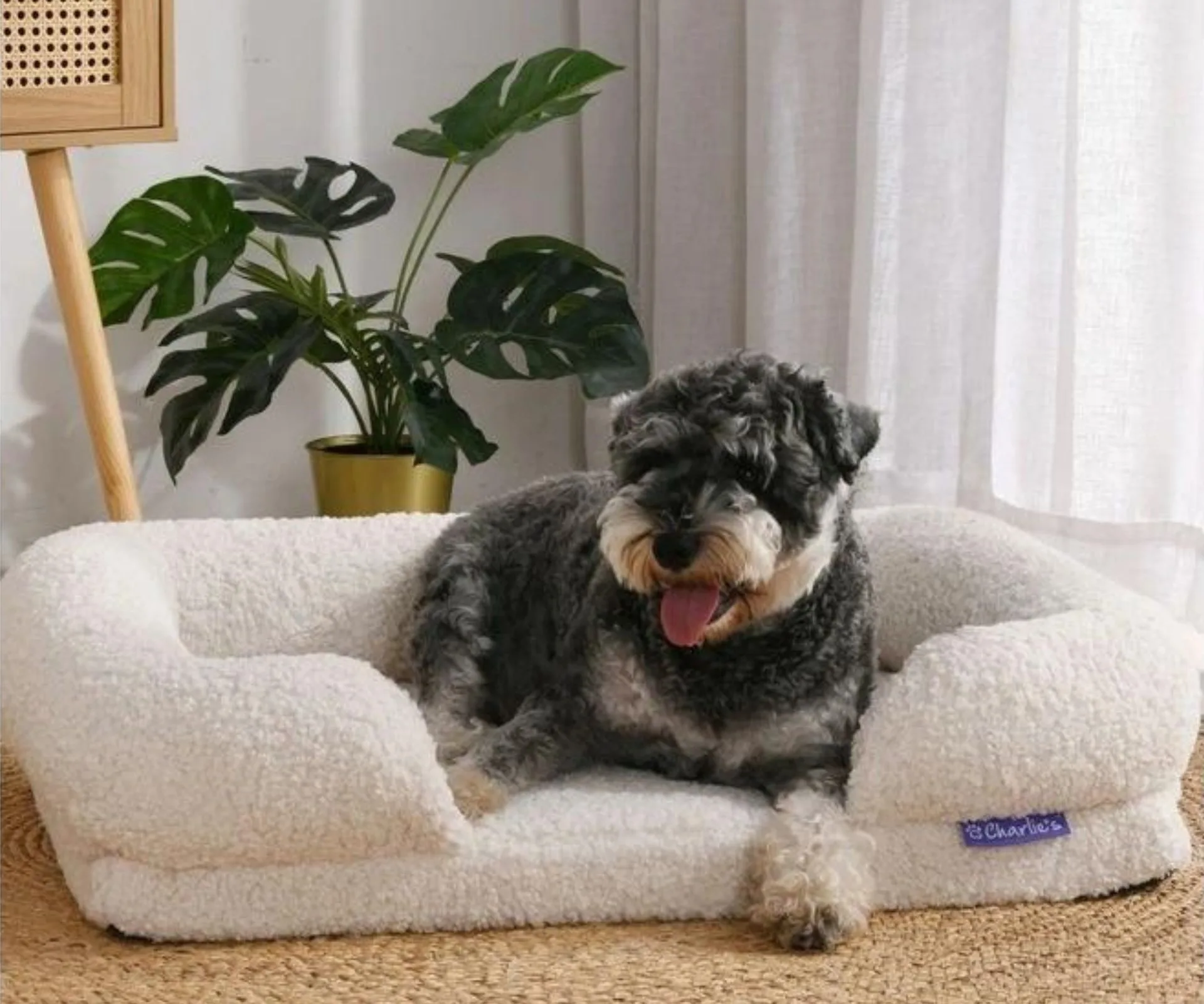 10 Best Dog Beds Australia For Stylish Pups in 2024