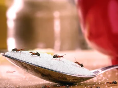 Ants on a spoonful of sugar