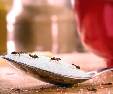 Ants on a spoonful of sugar