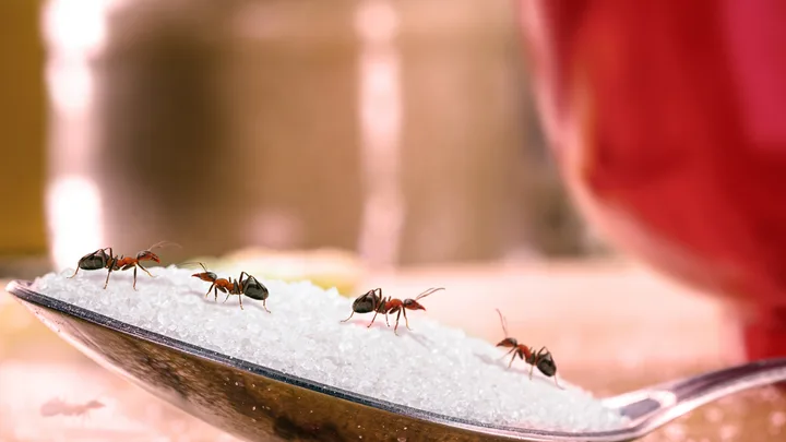 How to get rid of ants inside your home naturally