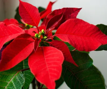 A close up of the red leaves of a poinsettia plant