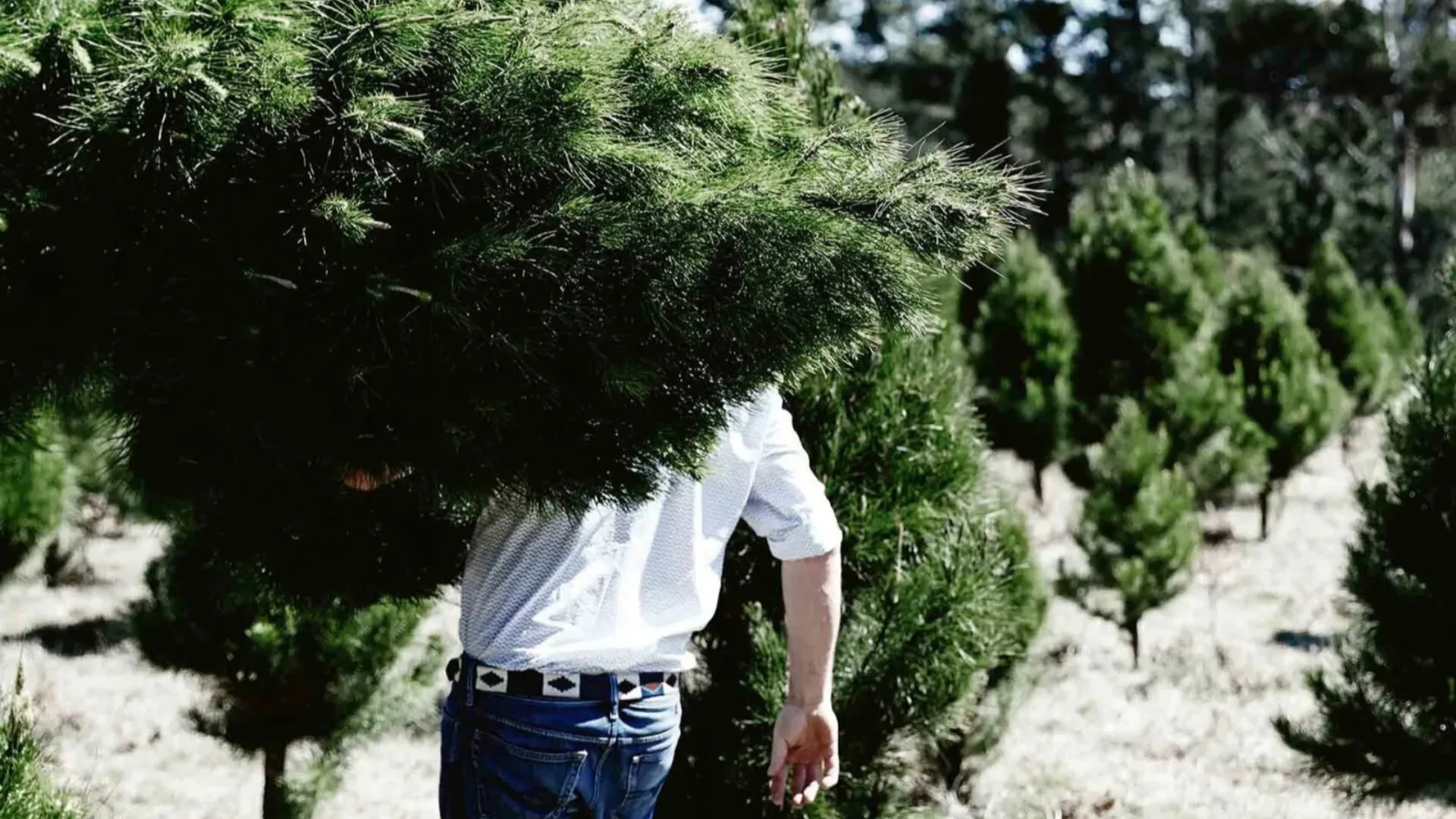 homestolove.com.au - Jane Edmanson - The best Christmas tree farms near you (in every state)