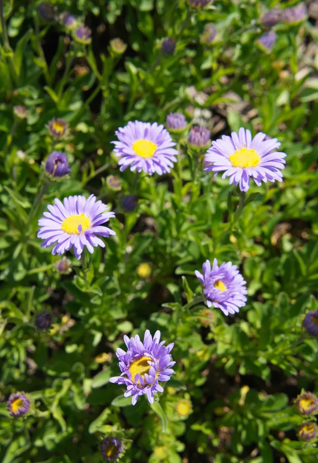 Cut-leaf daisy is an Australian native that looks great in low maintenance gardens.