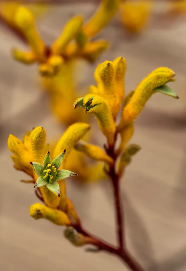 Kangaroo paw is ideal for native and low maintenance gardens.