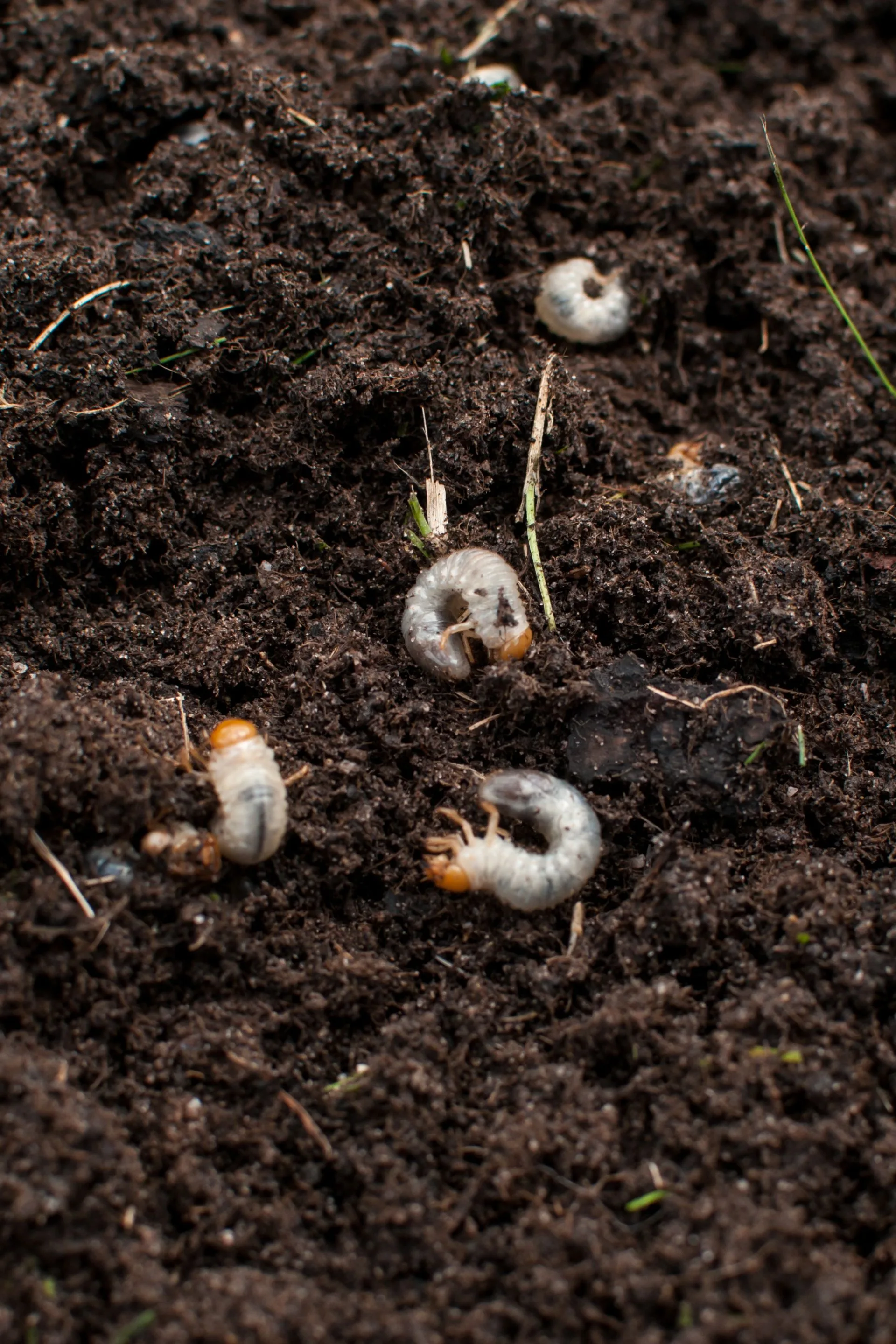 lawn-grubs