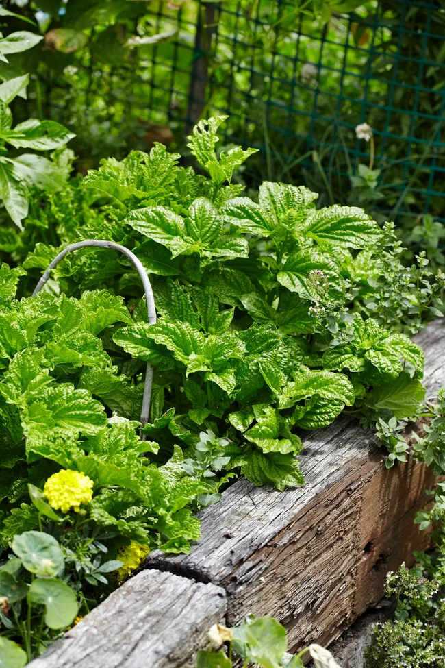 This abundant herb garden is full of ideas on how to produce food in your backyard.