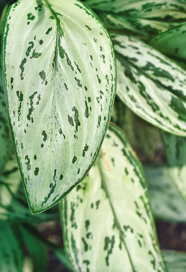 Aglaonema 'Silver Queen'.