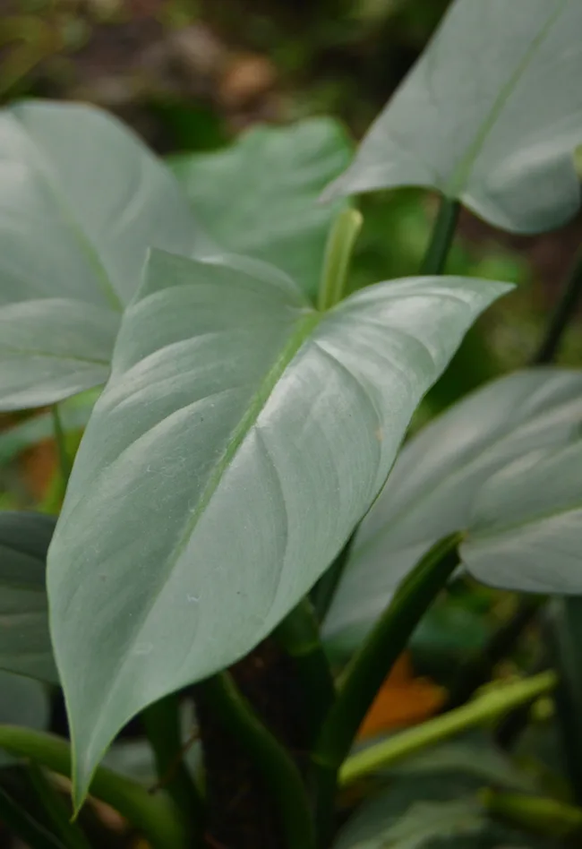 Philodendron 'silver sword' has a shimmery silver tone to its leaves.