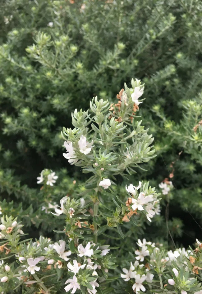 Westringia is an Australian native plant with delicate flowers and silvery-green foliage.