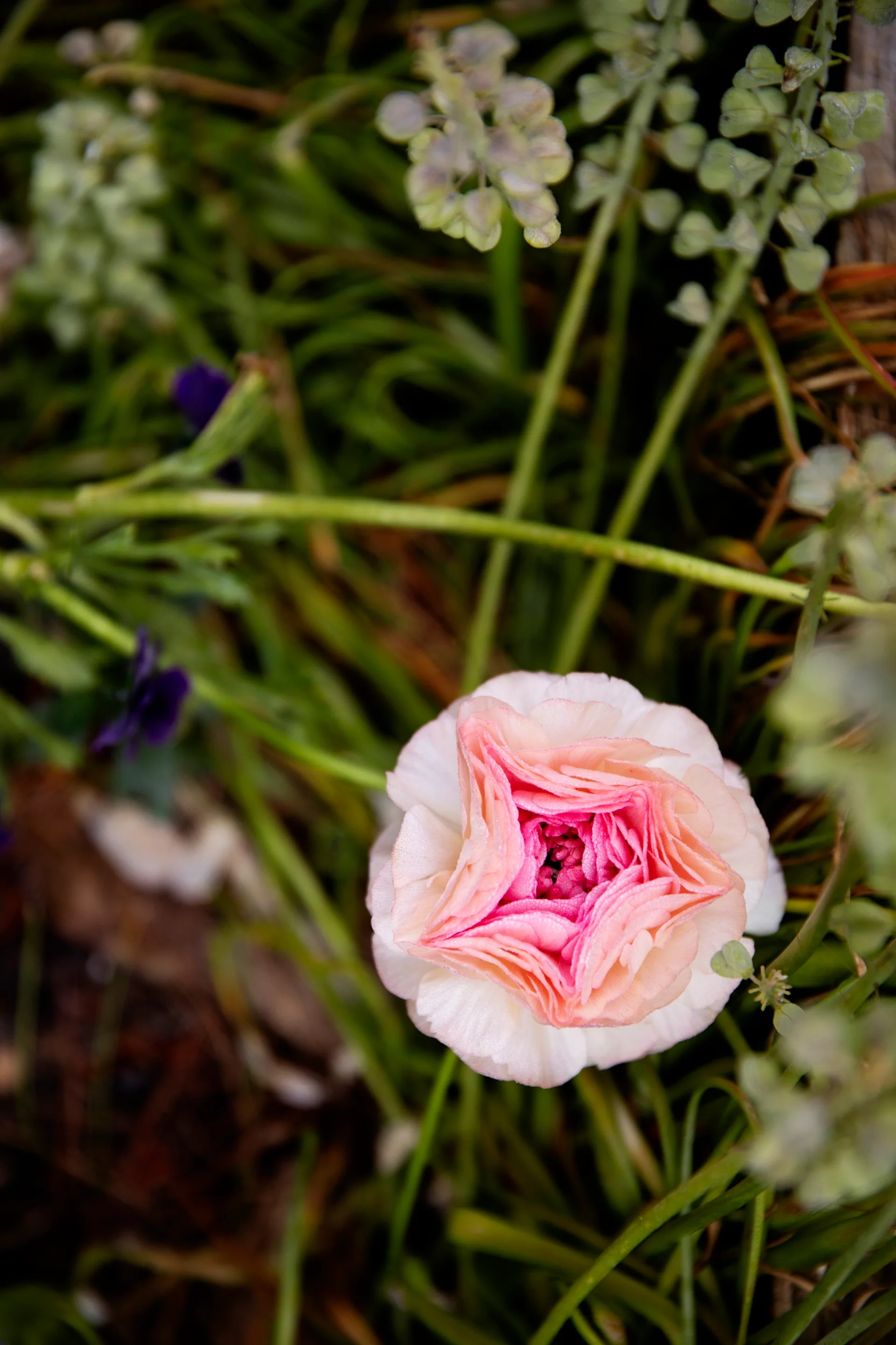 Pink Ranunculus Landscape Low-Maintenance Cottage Garden in Macedon | Homes To Love