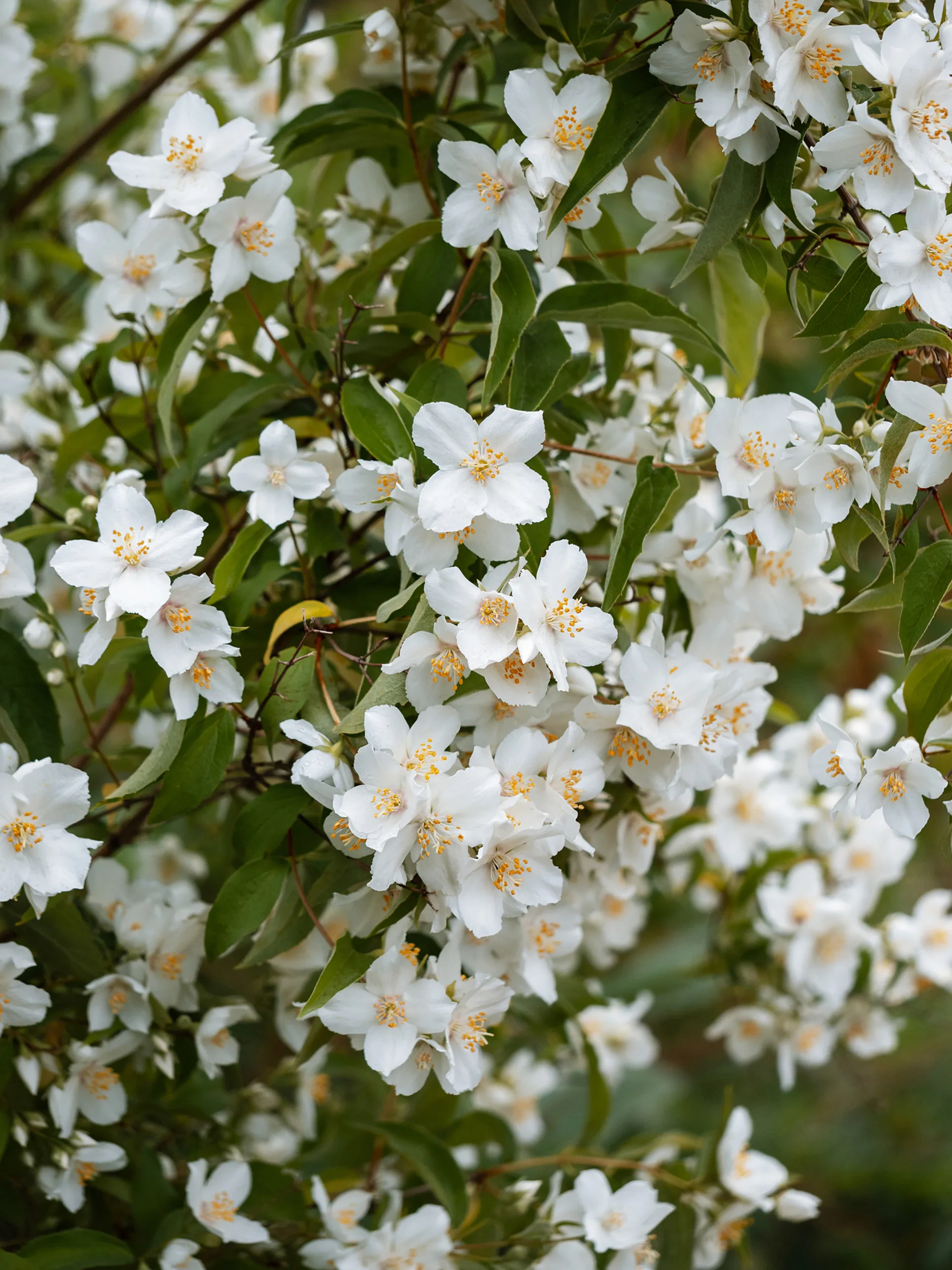 close up of Philadelphus mock orange flowers