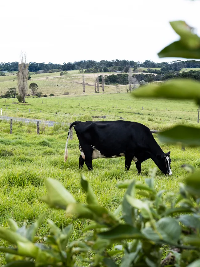 dairy-cow