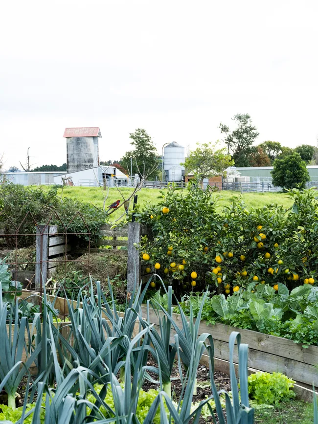 raised-vegetable-beds
