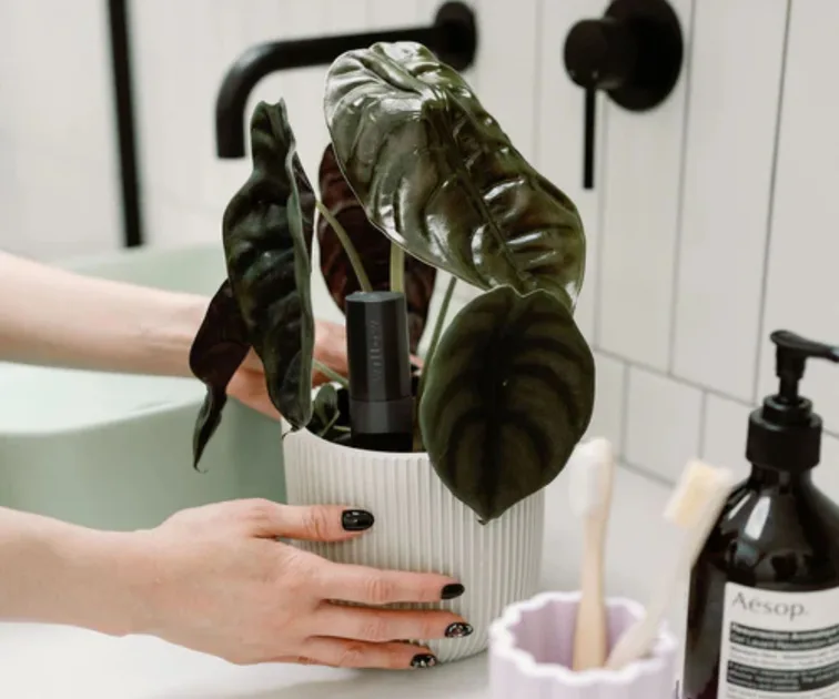 indoor peace lily plants Peace Lily - NYC Plant Delivery
