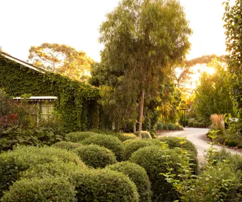 A lush and leafy garden with shaped hedges and large trees beside a vine-covered house