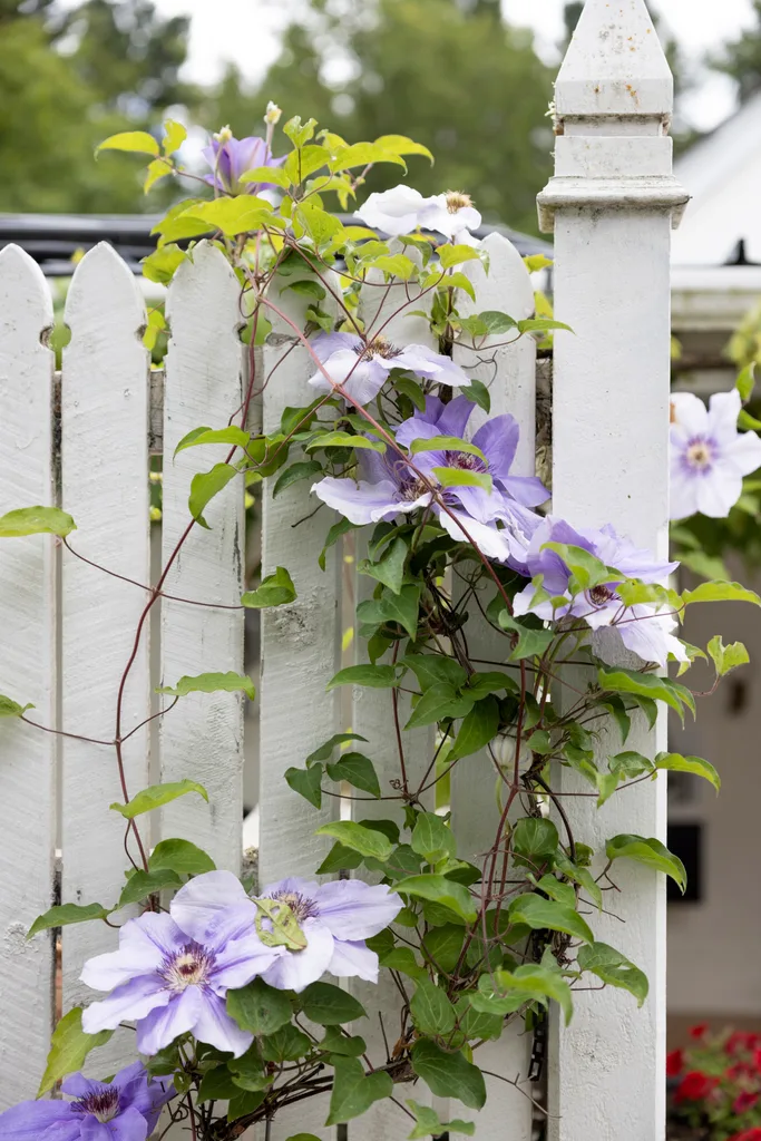 A flowering climbing plant on a white picket fence