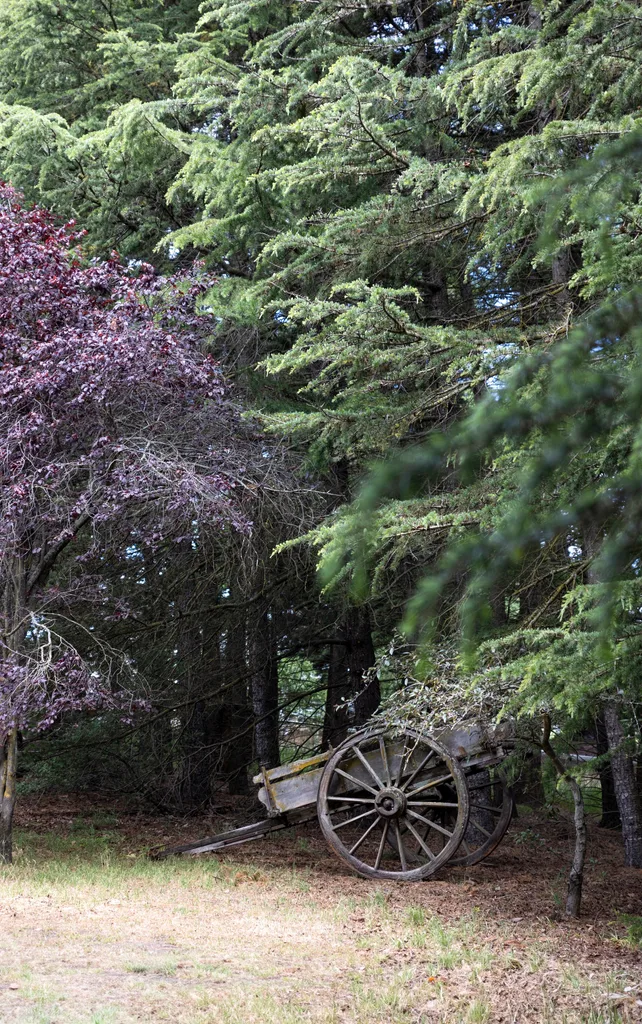 An old wagon beneath trees in a small clearing