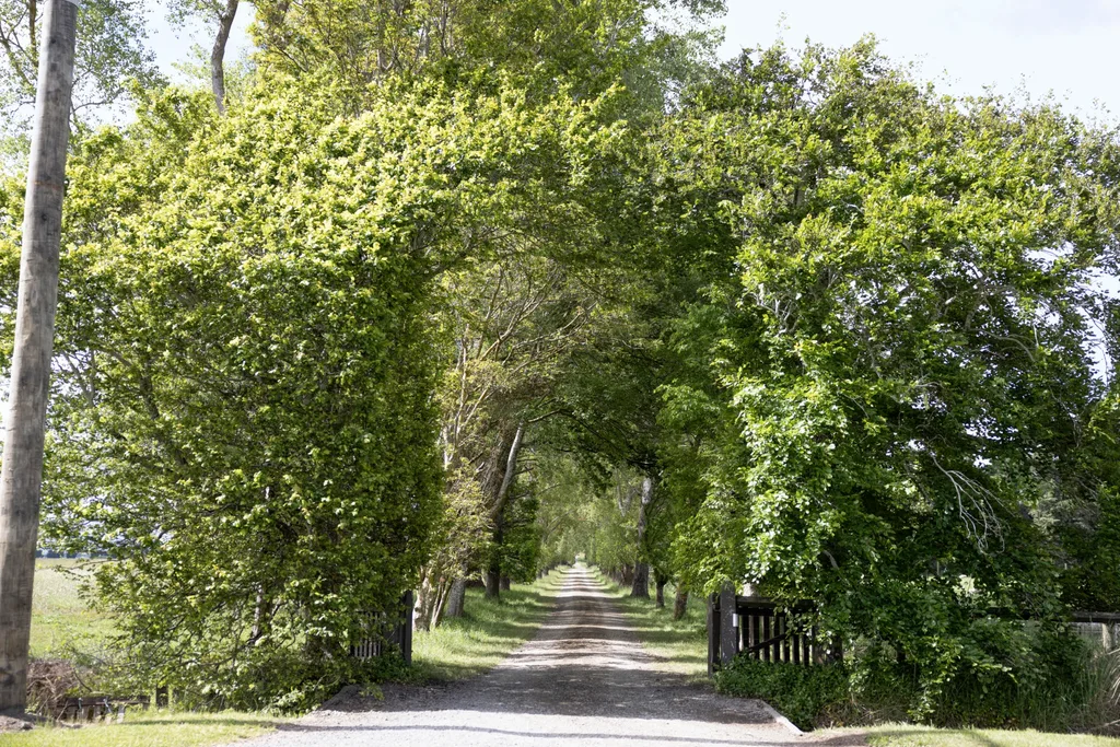 A long road shaded by curved trees