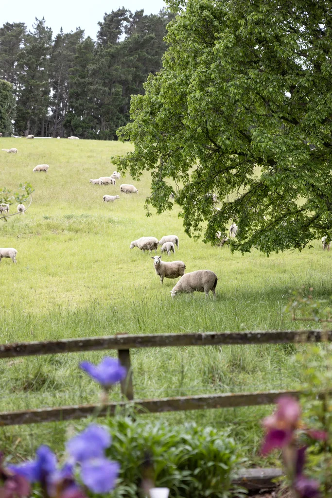 Sheep in a green paddock