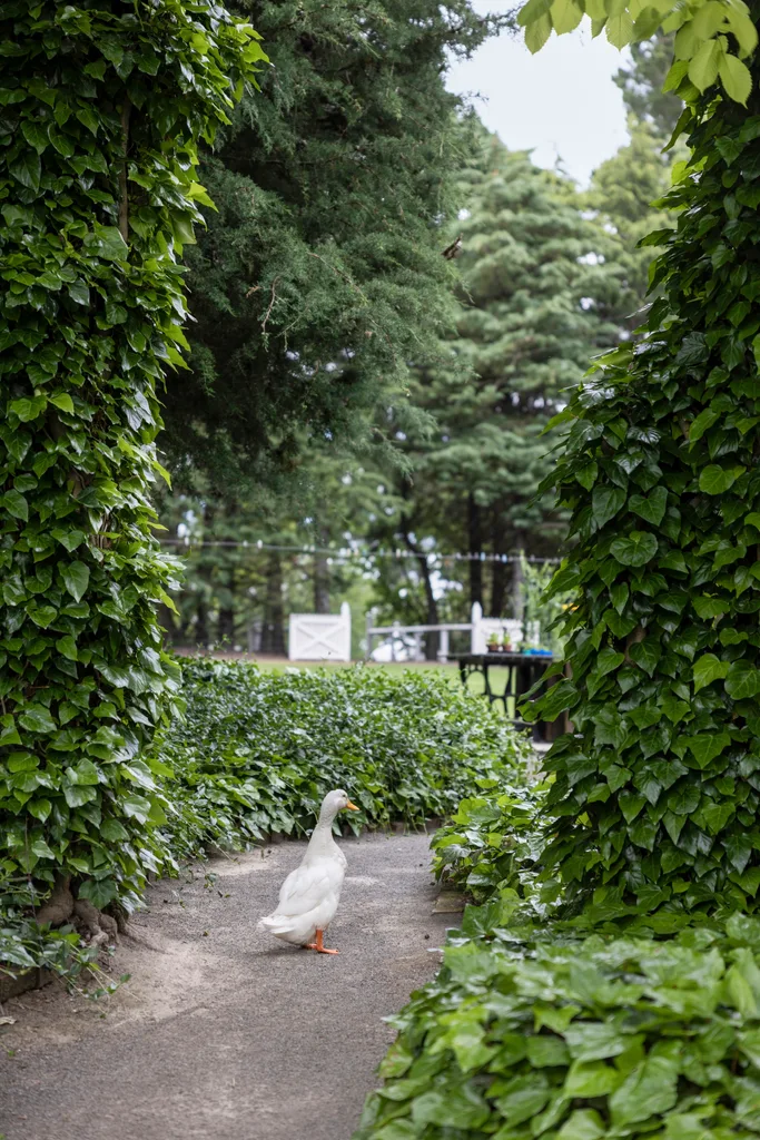 A goose surrounded by lush, leafy greenery