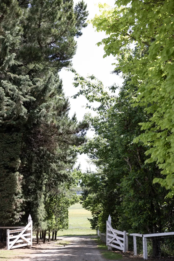 White gates open to a winding road lined by trees