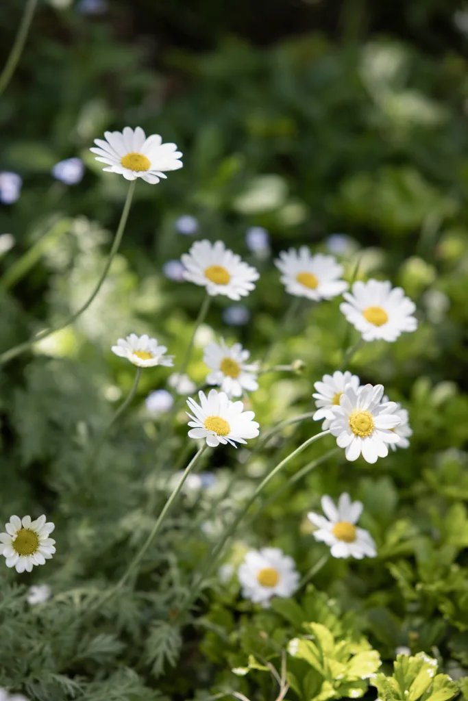 Sicilian chamomile