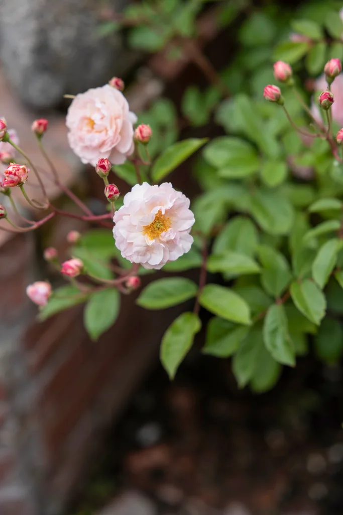 Pink cordelia roses