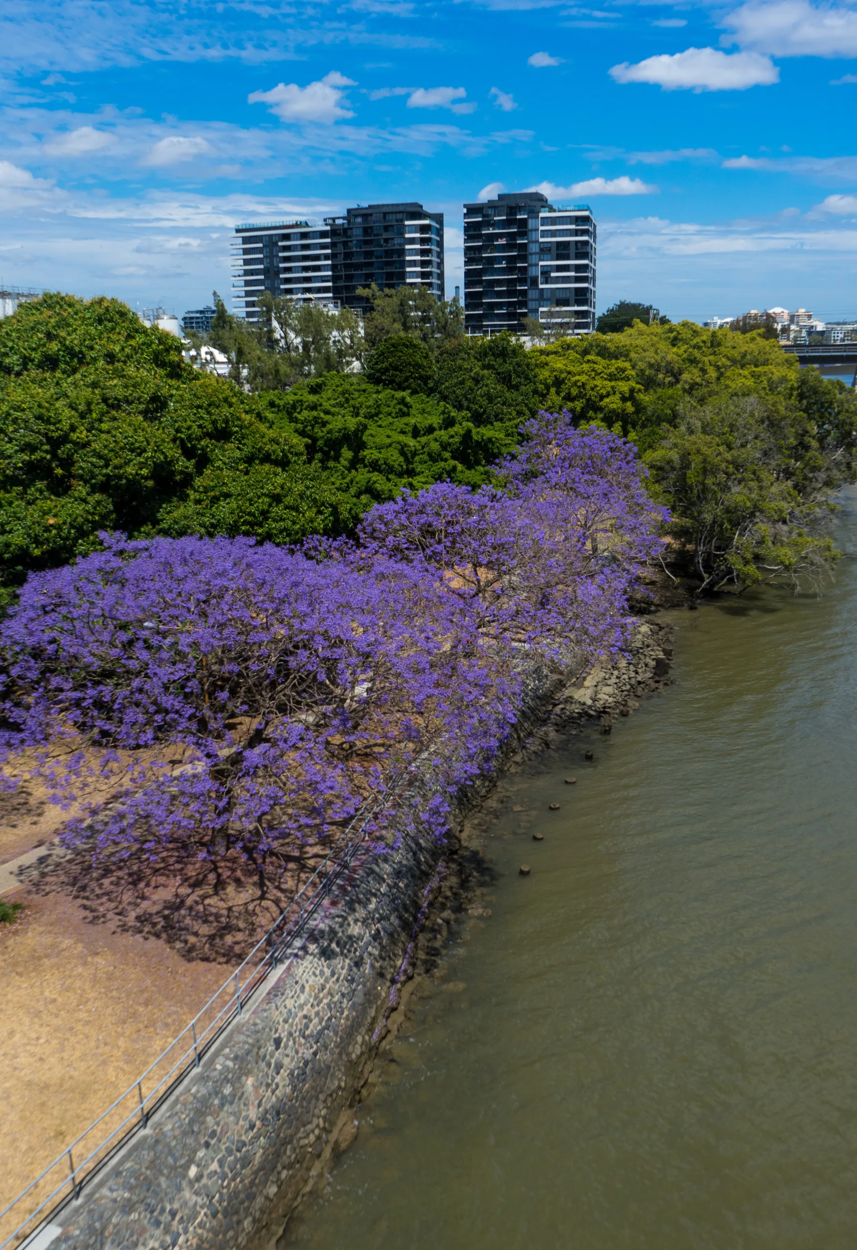 Where To See Jacarandas In Full Bloom Across Australia
