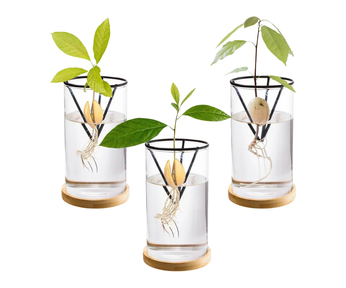 Lawei 3 Pack Avocado Tree Growing Kit