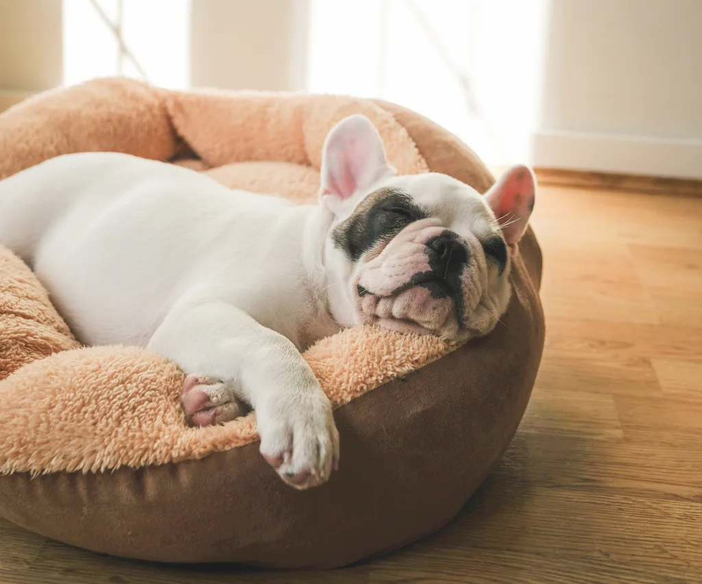 A dog sleeping in a dog bed