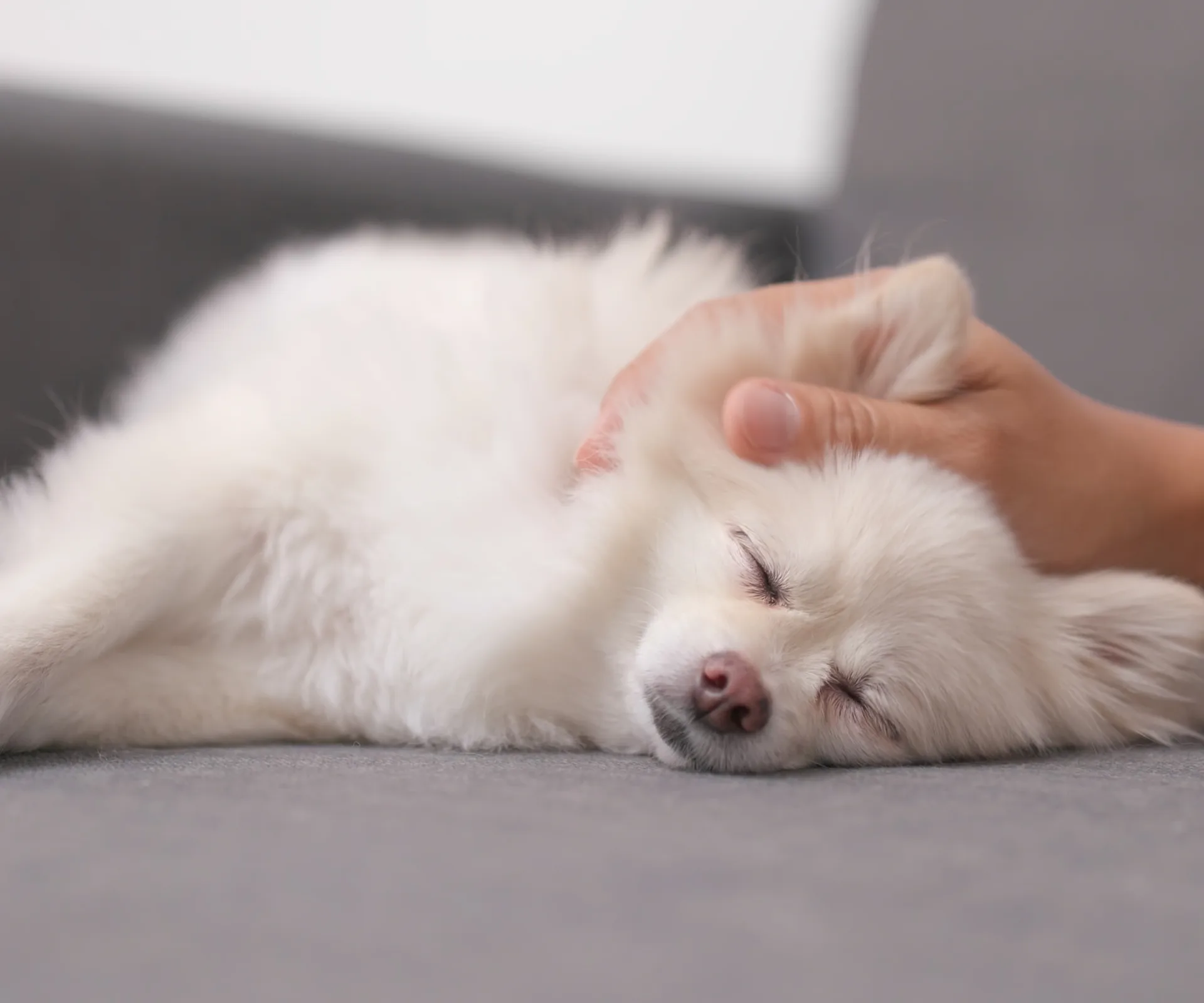 Small white dog getting a massage