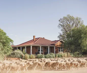 The exterior of a red brick homestead with a flock of sheep in front of it