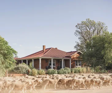 The exterior of a red brick homestead with a flock of sheep in front of it