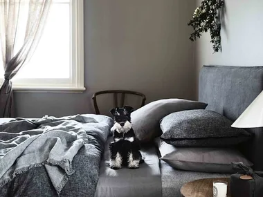 A miniature Schnauzer puppy on a grey bed in a country-style home