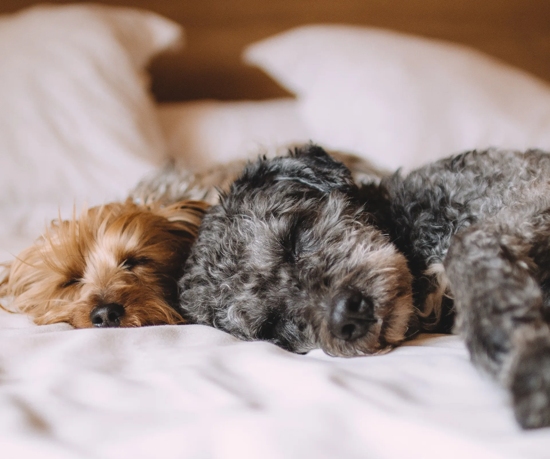 Two dogs sleeping in white bed linen