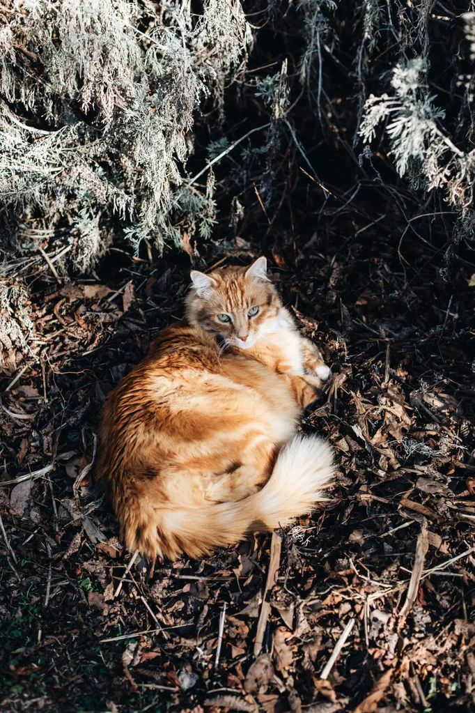 A ginger cat lays in a spot on sunshine.