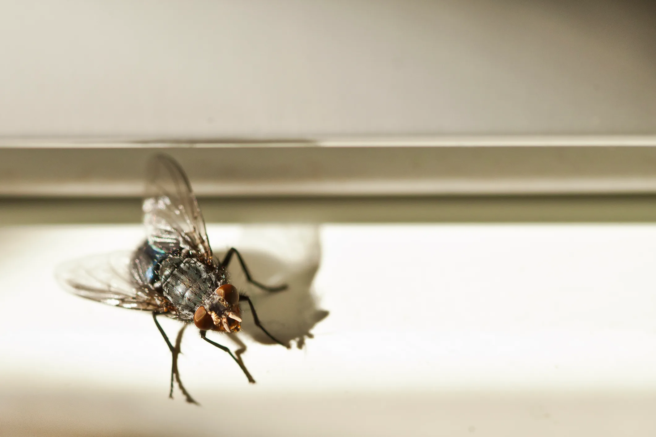 close up of a housefly on a window sill