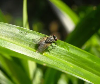 closeup of a housefly on a plant