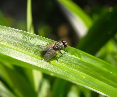 The proven methods to get rid of flies – and how to prevent them from returning