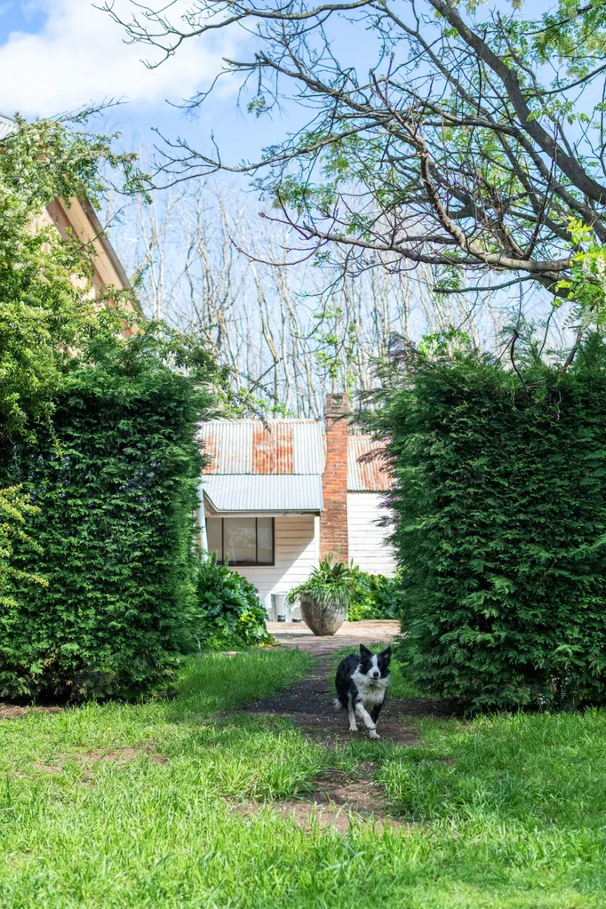 Michael Reid's garden and dog