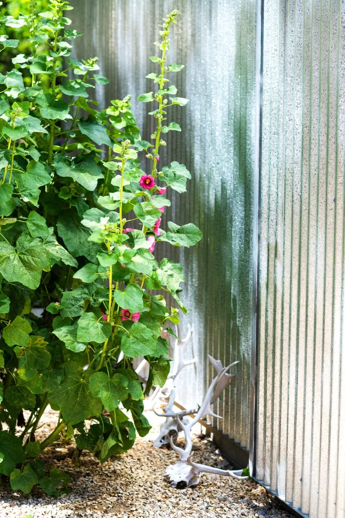 Michael Reid's flowering garden