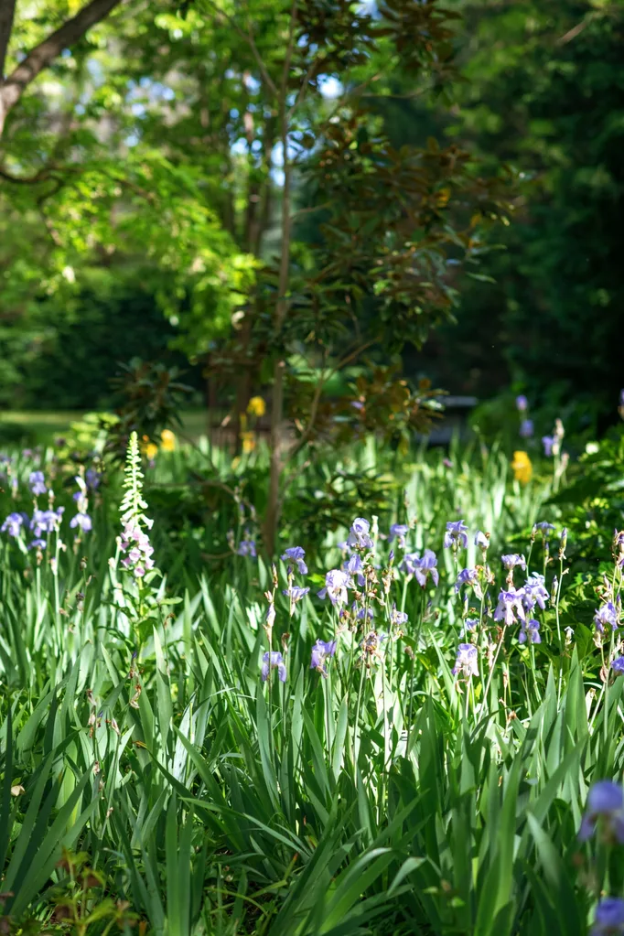 Michael Reid's garden flowers