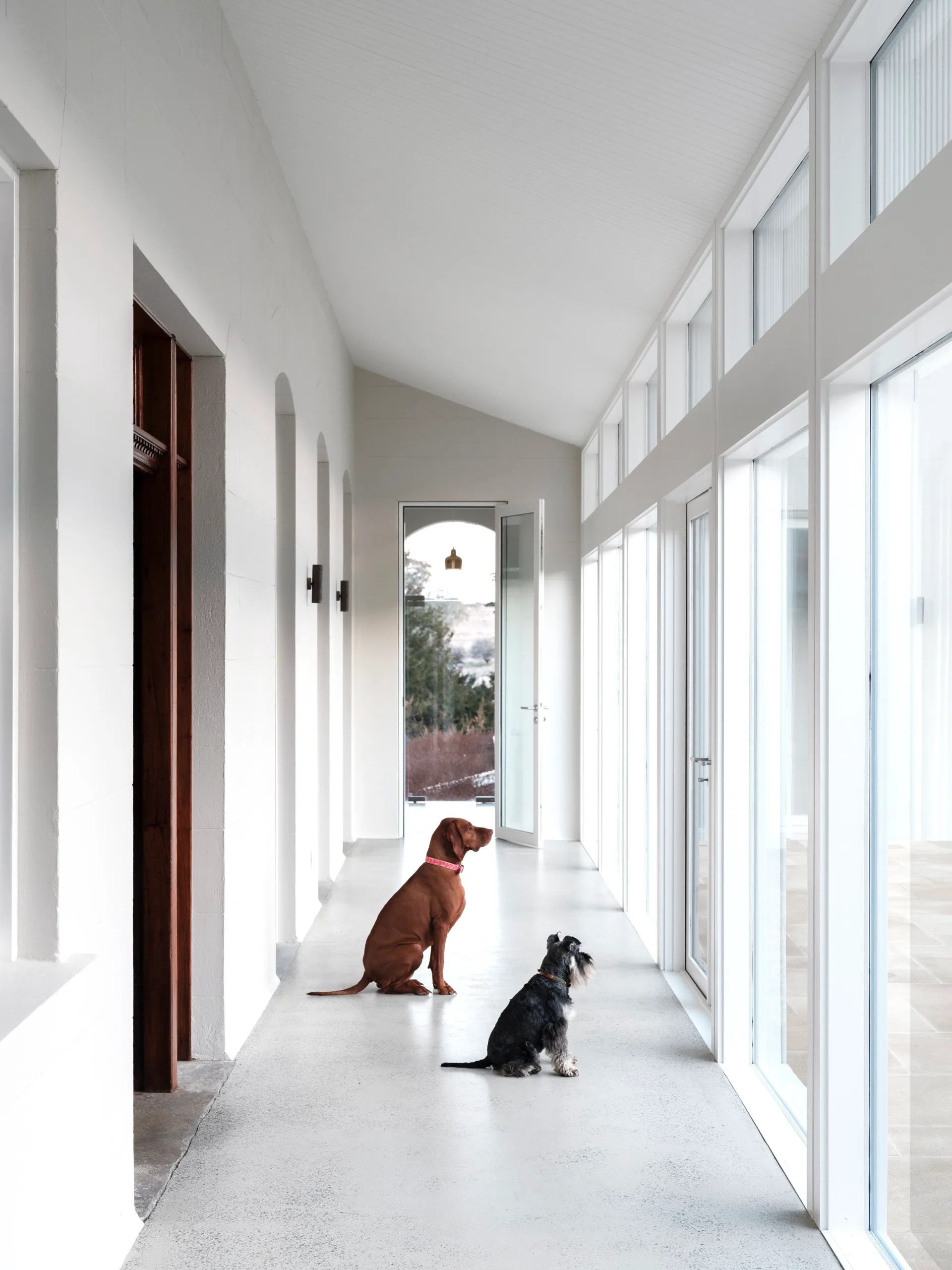 Southern NSW homestead pets