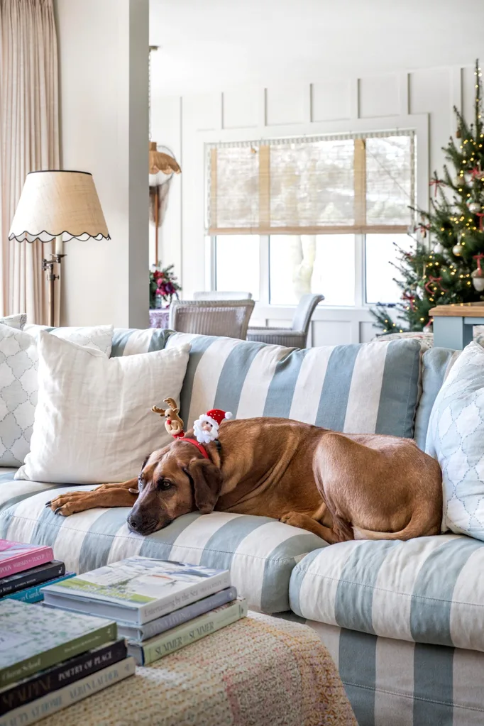 A Rhodesian ridgeback dog sits on a striped blue and white couch wearing Christmas antlers