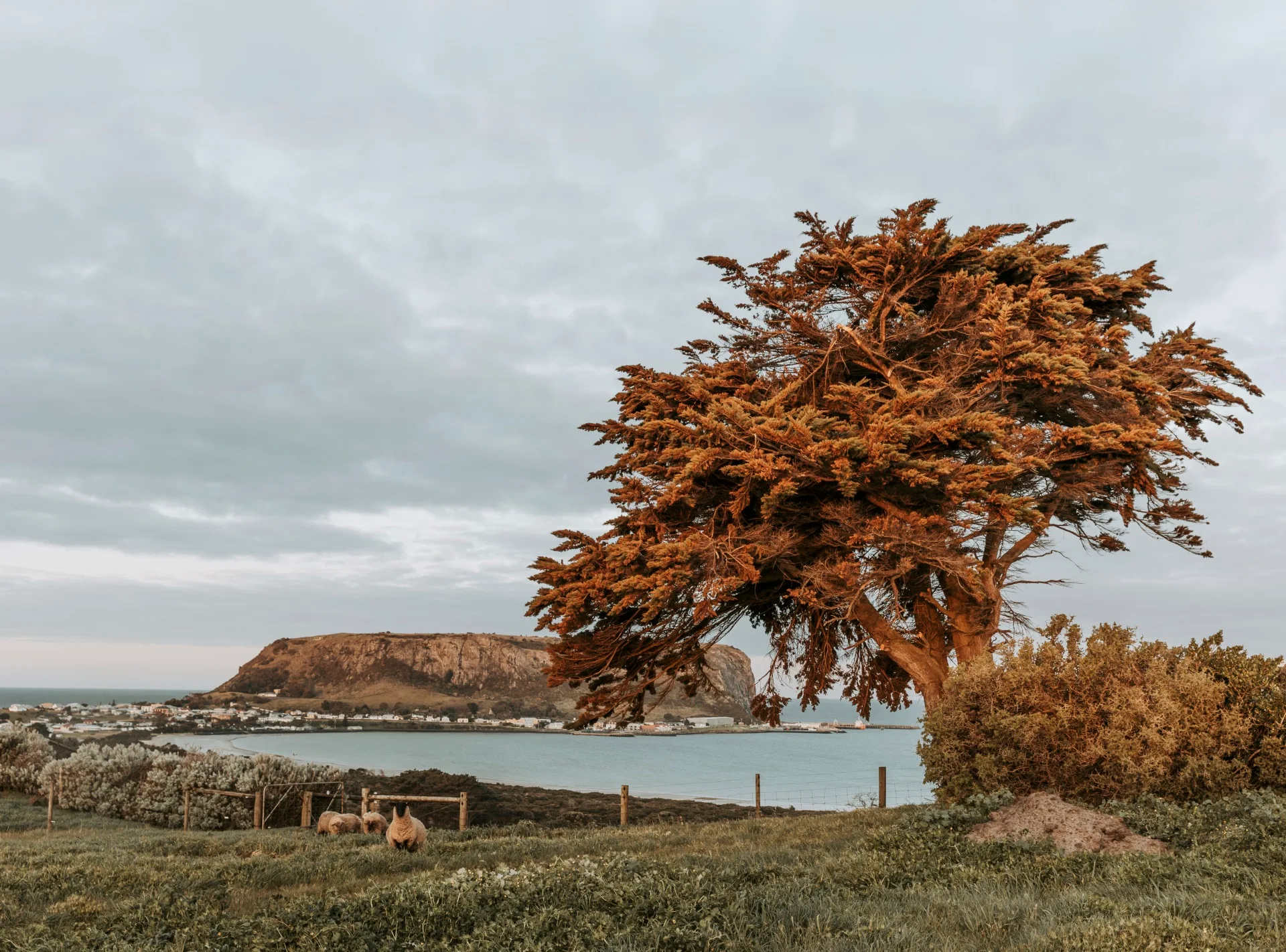 The view out to The Nut in Stanley, Tasmania