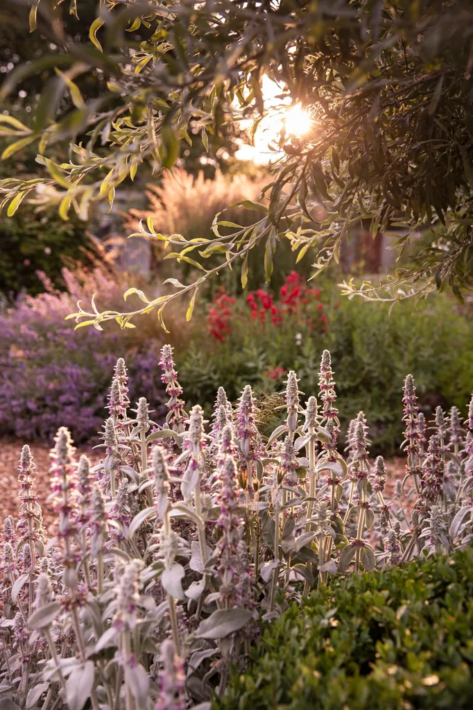 The sun shines through the leaves in a spectacular garden designed by Tim Pilgrim