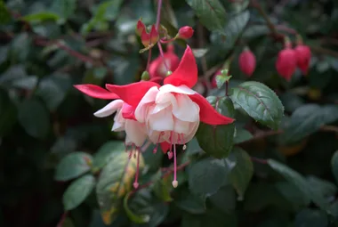 Pale pink fuchsia