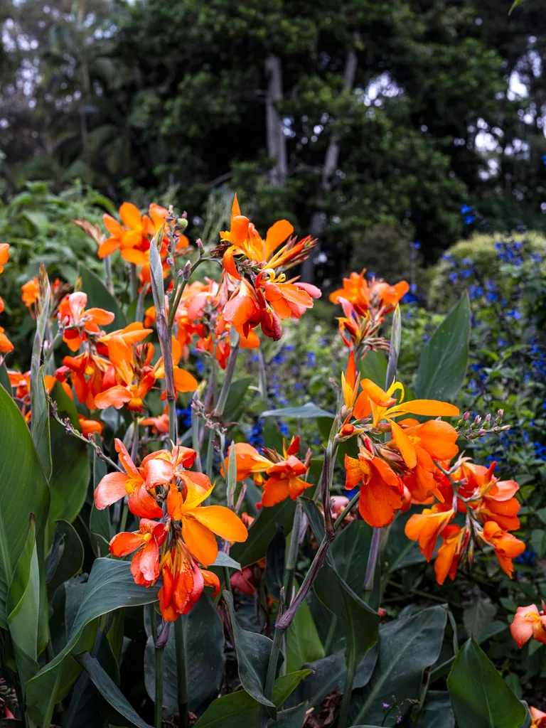 Close up of bright orange flowers