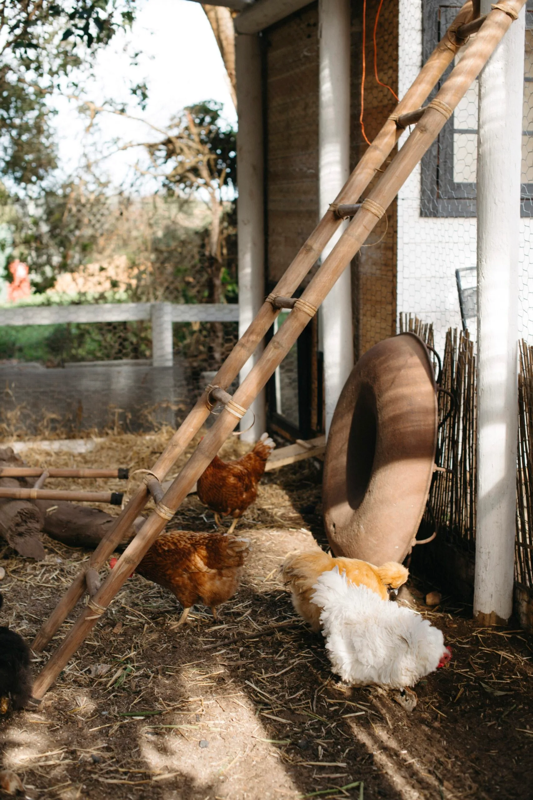 Four chickens pecking around in a chook pen with a bamboo ladder